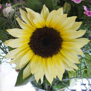 Sunrich Limoncello Summer F1 Untreated Sunflower Seeds