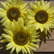 Lemon Queen Untreated Sunflower Seeds