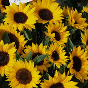 Sunrich Orange F1 Untreated Sunflower Seeds