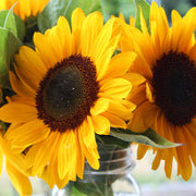 Sunrich Summer Provence F1 Untreated Sunflower Seeds