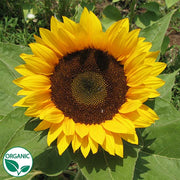 Zohar F1 Organic Sunflower Seeds