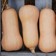 Early Nutter Untreated Squash Seeds