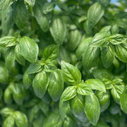 Herb, Basil - Evi Organic Seeds