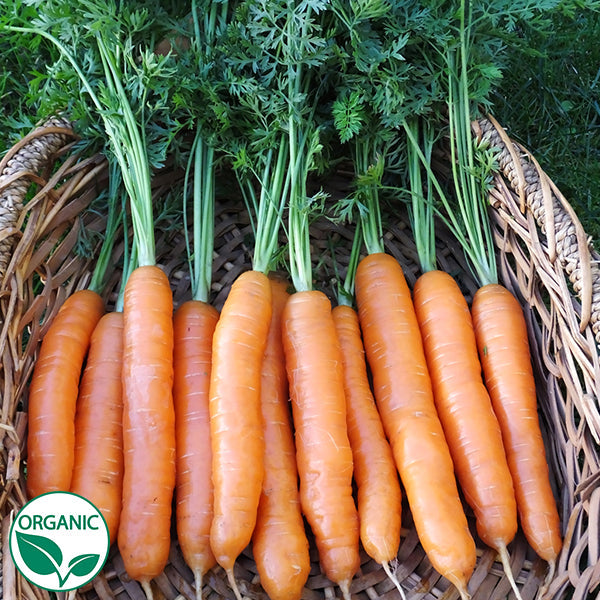 Carrot, Napoli ORGANIC