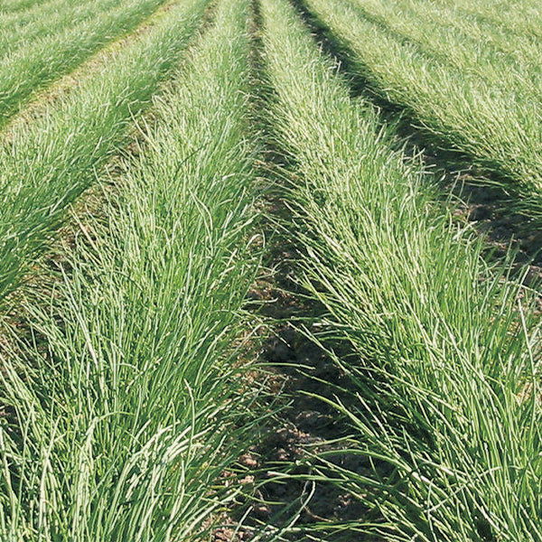 Chives Untreated Herb Seeds