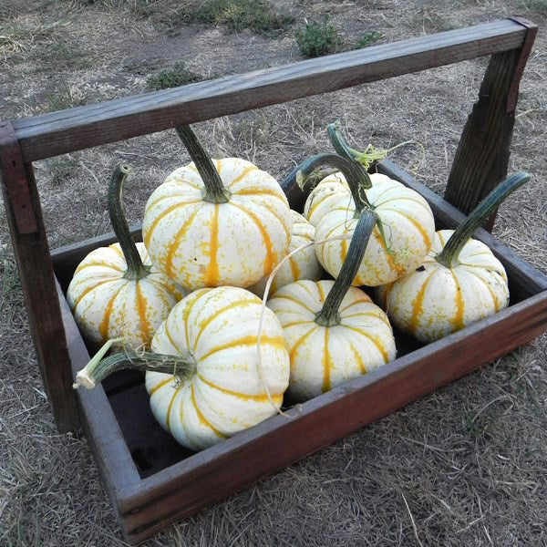 Pumpkin, Specialty Lil' PumpKeMon F1 Treated Seeds