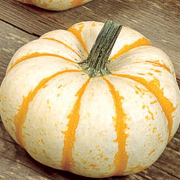 Pumpkin, Specialty Lil' PumpKeMon F1 Treated Seeds