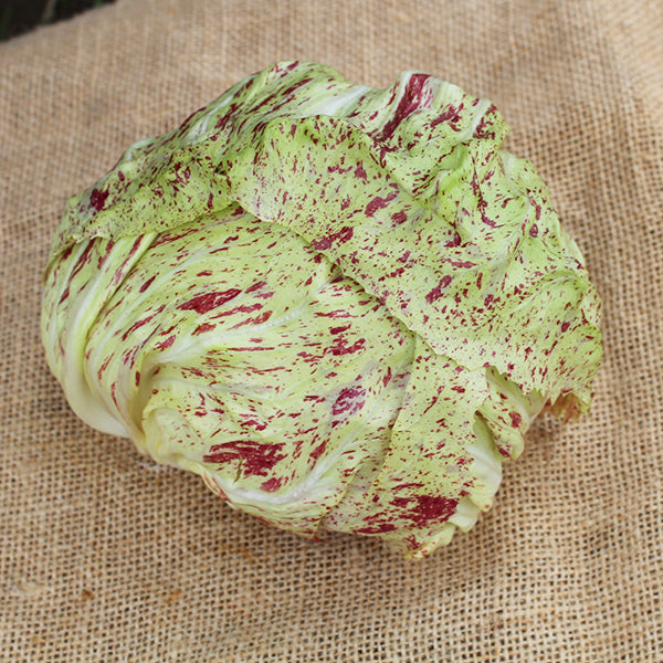 Galileo Untreated Radicchio Seeds