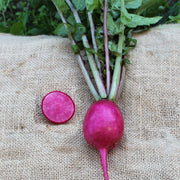 Radish, Artesia