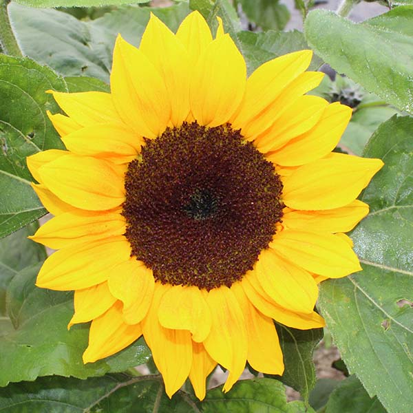 golden soul flower seed Golden Ray F1 Organic Sunflower Seeds
